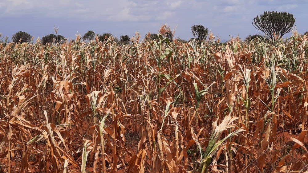 Deepening food poverty in Karamoja due to crop losses